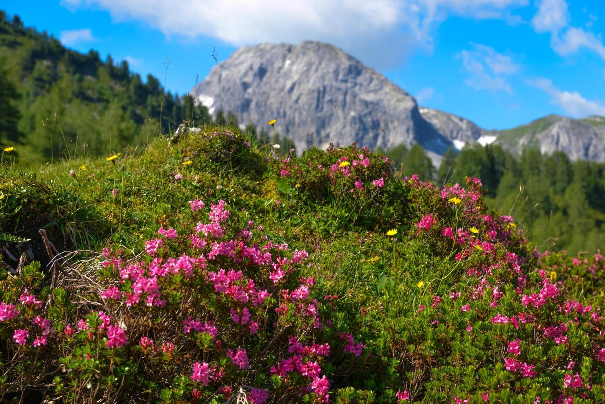 Obertauern Alps 4-Zimmer Appartement - Top 6 Eksteriør billede